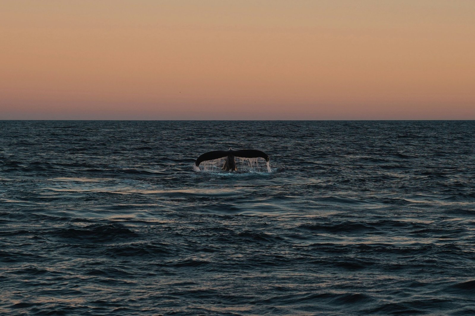 katie-mukhina-2dThV7WbNXo-unsplash